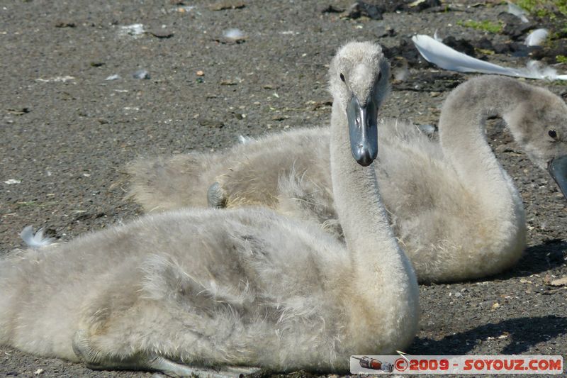 Paignton - Swans
Mots-clés: animals oiseau Cygne