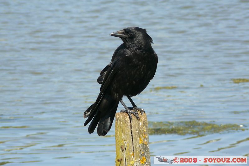 Paignton - Raven
Mots-clés: animals oiseau Corbeau
