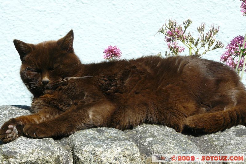 Totnes - Lazy cat
Mots-clés: animals chat