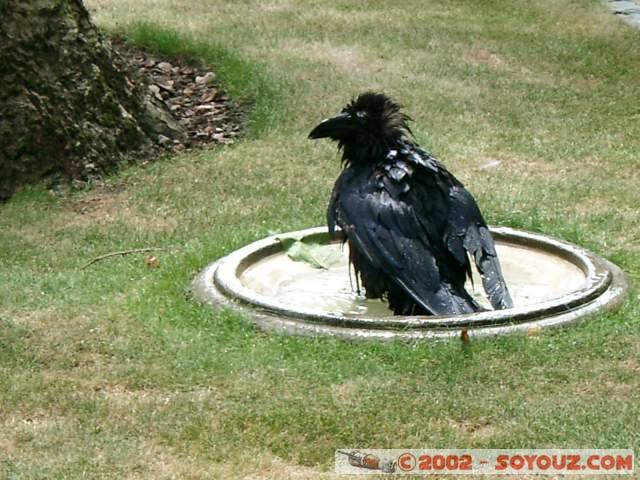  Tower of London's raven
