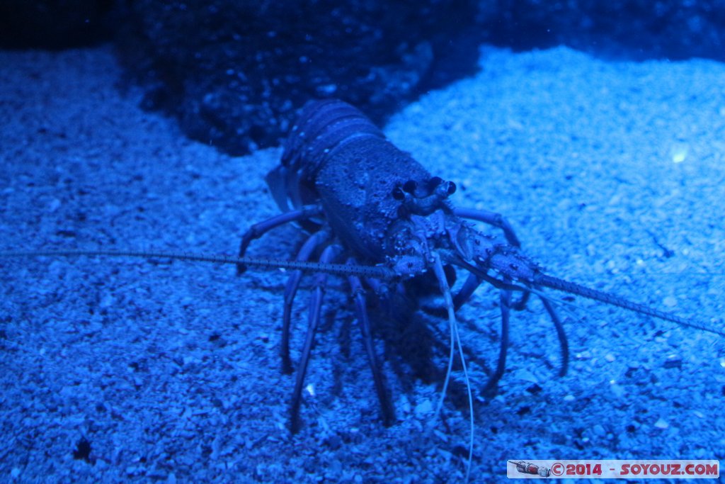 AQWA - Crayfish
Mots-clés: AUS Australie geo:lat=-31.82676950 geo:lon=115.73845425 geotagged Sorrento Western Australia sous-marin animals Langouste