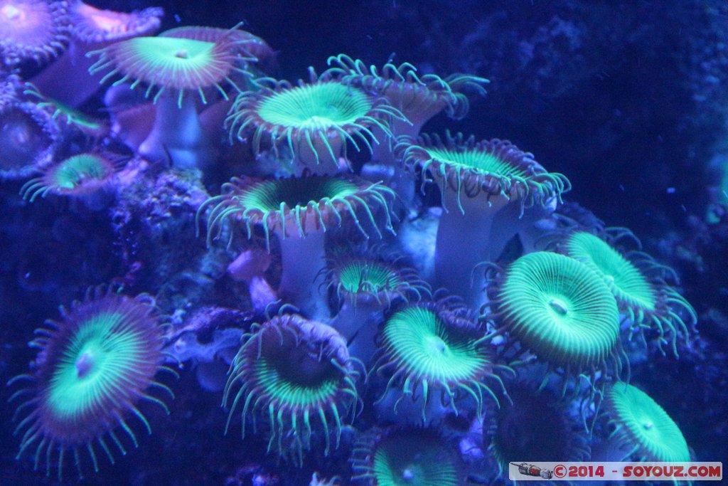AQWA - Sea anemone
Mots-clés: AUS Australie geo:lat=-31.82692800 geo:lon=115.73813000 geotagged Sorrento Western Australia sous-marin animals anemone