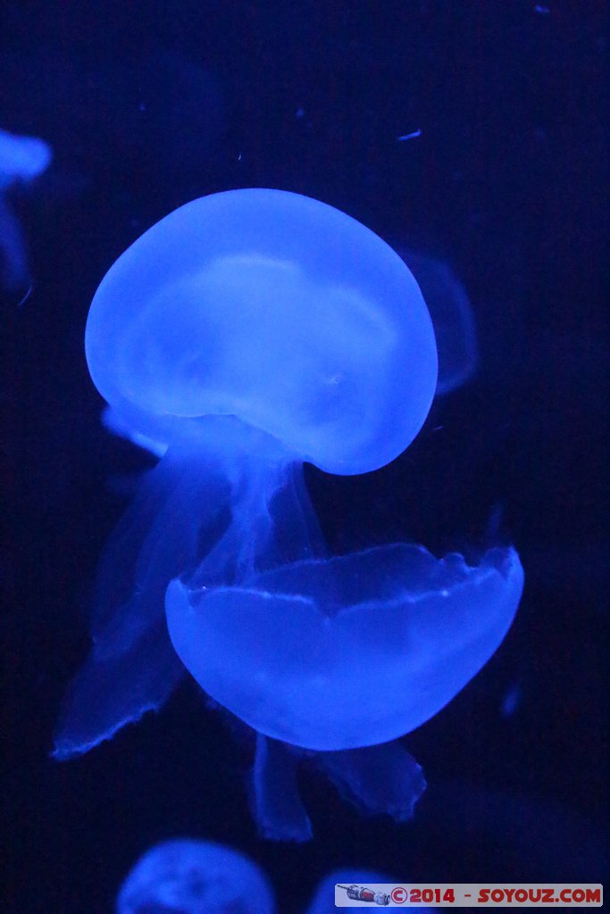 AQWA - Jellyfish
Mots-clés: AUS Australie geo:lat=-31.82697000 geo:lon=115.73799300 geotagged Sorrento Western Australia sous-marin animals meduse