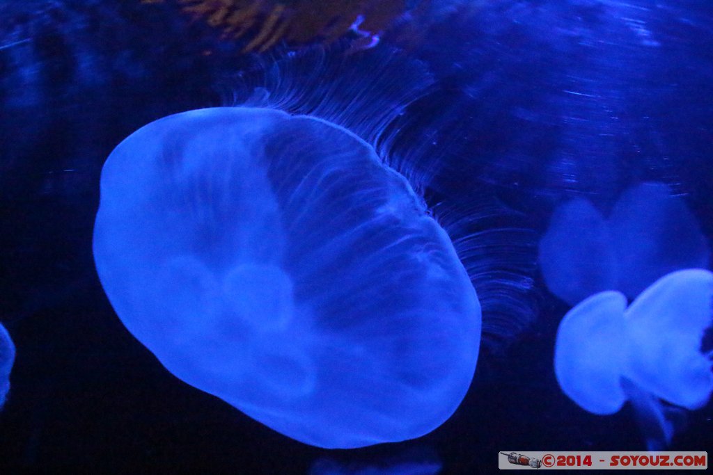 AQWA - Jellyfish
Mots-clés: AUS Australie geo:lat=-31.82695869 geo:lon=115.73801751 geotagged Sorrento Western Australia sous-marin animals meduse