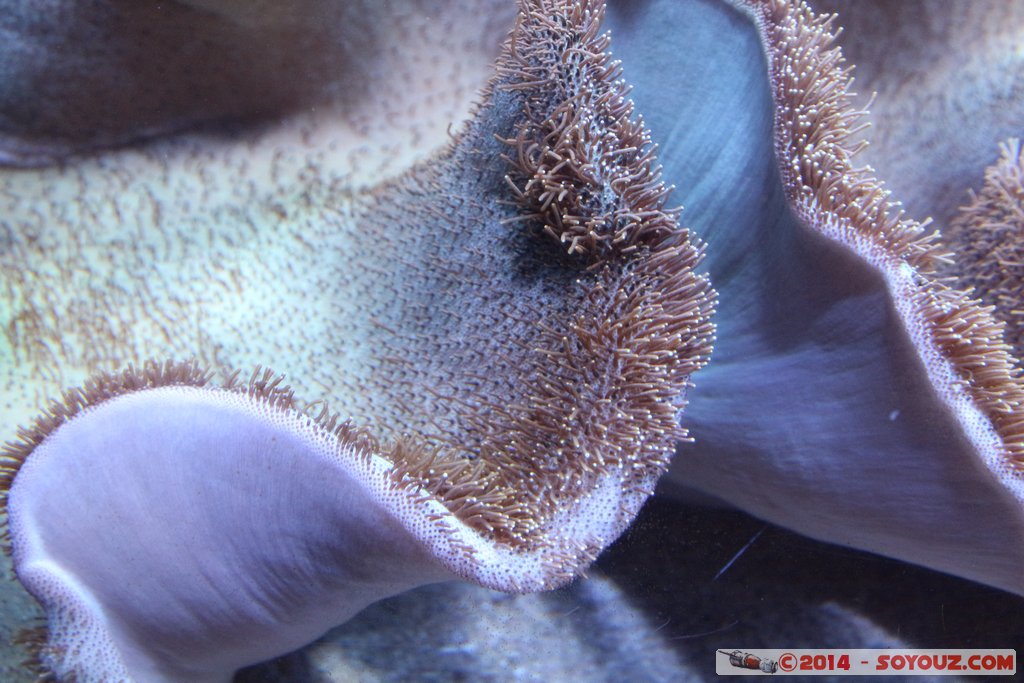 AQWA - Sea anemone
Mots-clés: AUS Australie geo:lat=-31.82686700 geo:lon=115.73785230 geotagged Sorrento Western Australia sous-marin animals anemone