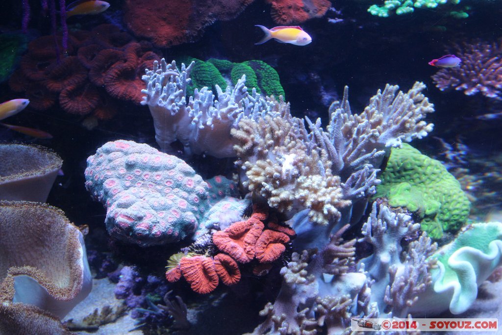 AQWA - Sea anemone
Mots-clés: AUS Australie geo:lat=-31.82681582 geo:lon=115.73792336 geotagged Sorrento Western Australia sous-marin animals anemone