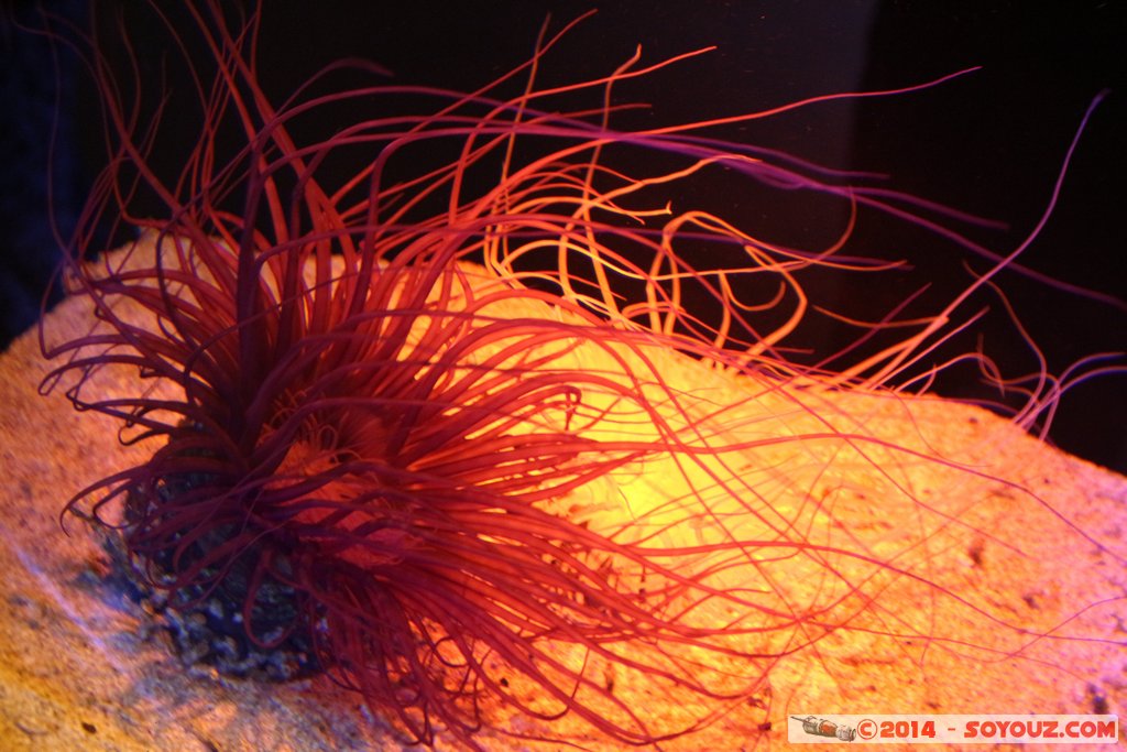 AQWA - Sea anemone
Mots-clés: AUS Australie geo:lat=-31.82675537 geo:lon=115.73809015 geotagged Sorrento Western Australia sous-marin animals anemone