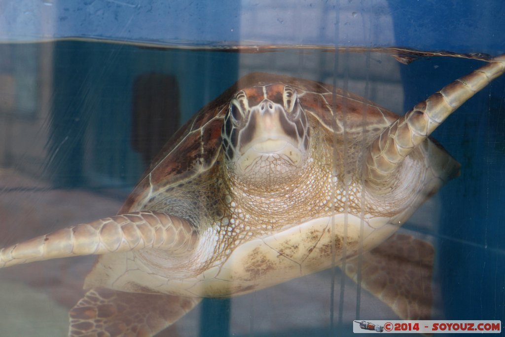 AQWA - Sea turtle
Mots-clés: AUS Australie geo:lat=-31.82688800 geo:lon=115.73795500 geotagged Sorrento Western Australia sous-marin animals Tortue