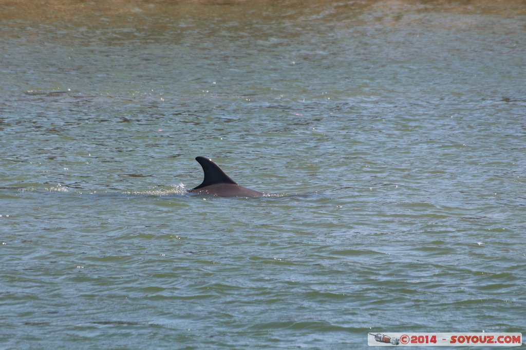Mandurah - Dolphin
Mots-clés: AUS Australie geo:lat=-32.53137300 geo:lon=115.71600980 geotagged Mandurah Western Australia animals Dauphin