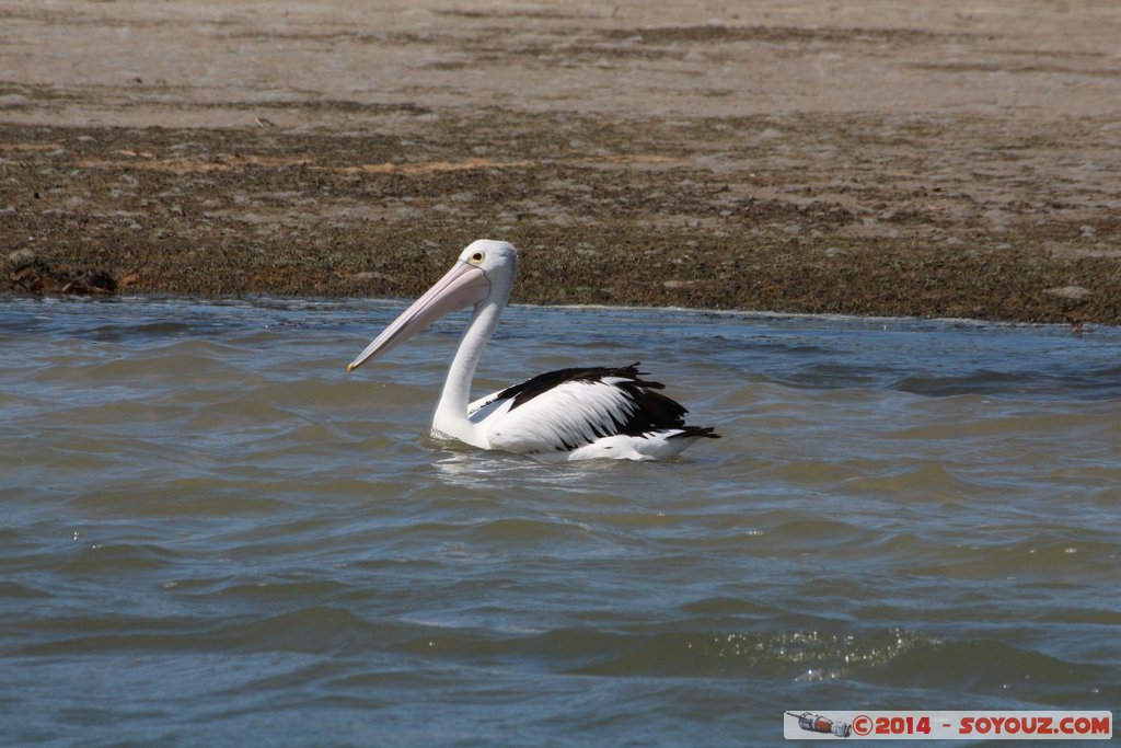 Mandurah - Pelican
Mots-clés: AUS Australie geo:lat=-32.53862600 geo:lon=115.71869840 geotagged Mandurah Western Australia animals oiseau pelican