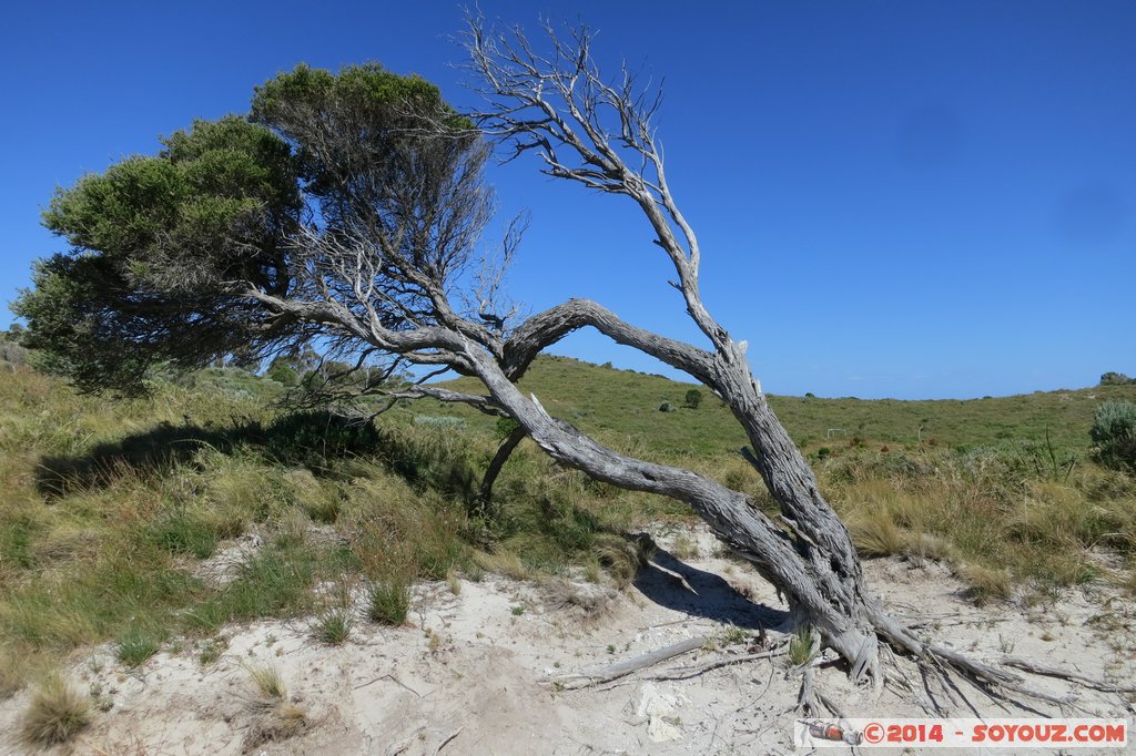 Rottnest Island - Geordie Bay
Mots-clés: AUS Australie geo:lat=-31.99206249 geo:lon=115.52421212 geotagged Rottnest Island Western Australia Geordie Bay Arbres
