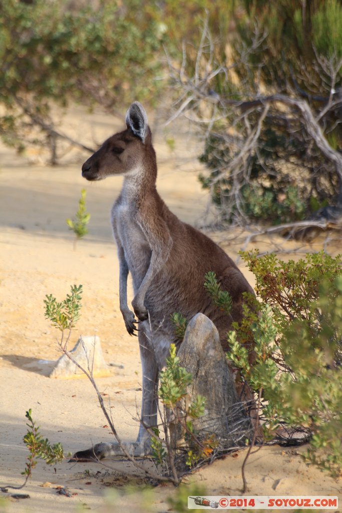 Nambung National Park  - Western grey kangaroo
Mots-clés: AUS Australie Cervantes geo:lat=-30.60309924 geo:lon=115.15681188 geotagged Western Australia Parc Western grey kangaroo kangourou animals Australia animals