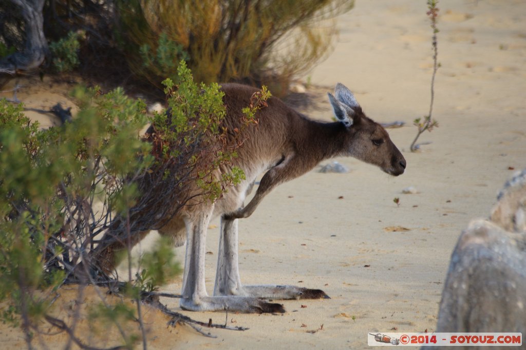 Nambung National Park  - Western grey kangaroo
Mots-clés: AUS Australie Cervantes geo:lat=-30.60315696 geo:lon=115.15679648 geotagged Western Australia Parc Western grey kangaroo kangourou animals Australia animals
