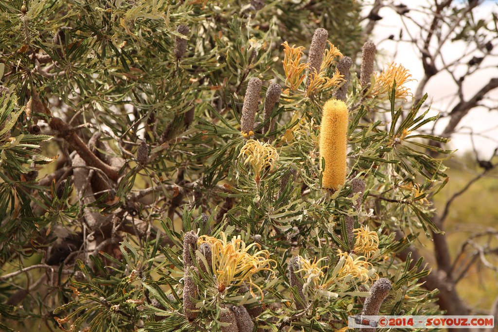 Lesueur National Park
Mots-clés: AUS Australie geo:lat=-30.17380316 geo:lon=115.19035460 geotagged Jurien Bay State of Western Australia Parc plante fleur