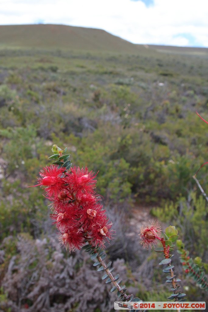 Lesueur National Park
Mots-clés: AUS Australie geo:lat=-30.16291700 geo:lon=115.19901920 geotagged Jurien Bay State of Western Australia Parc plante fleur