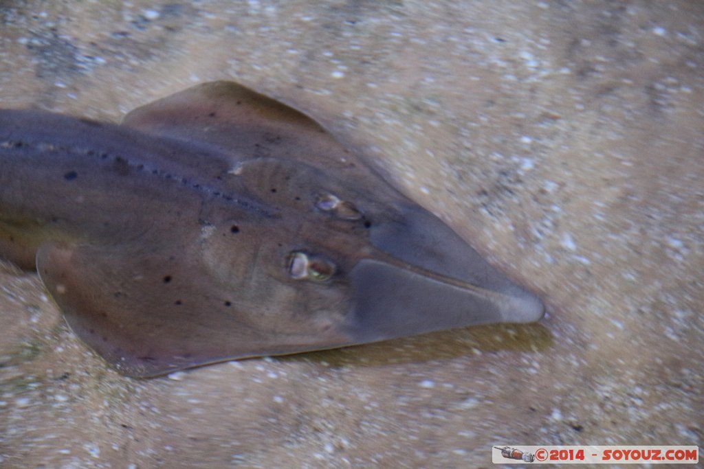 Shark Bay - Shovel Rayfish
Mots-clés: AUS Australie Denham geo:lat=-25.98038300 geo:lon=113.55974218 geotagged Western Australia sous-marin animals Raie