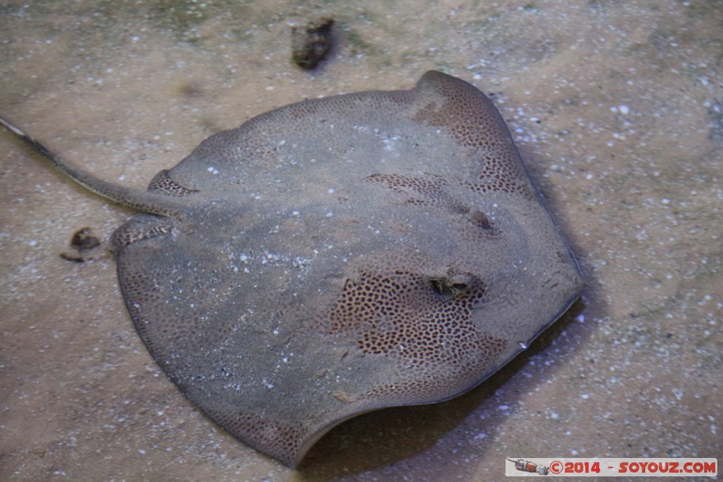 Shark Bay - Rayfish
Mots-clés: AUS Australie Denham geo:lat=-25.98036322 geo:lon=113.55973424 geotagged Western Australia sous-marin animals Raie