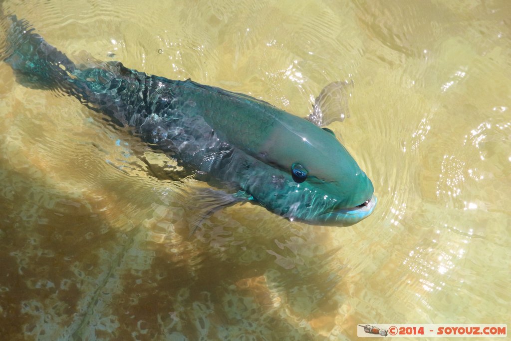 Shark Bay - Parrot Fish
Mots-clés: AUS Australie Denham geo:lat=-25.98002238 geo:lon=113.55995136 geotagged Western Australia sous-marin animals Poisson Perroquet Poisson