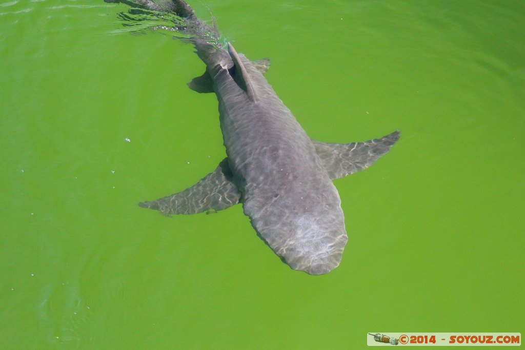 Shark Bay - Shark
Mots-clés: AUS Australie Denham geo:lat=-25.98003246 geo:lon=113.55994804 geotagged Western Australia sous-marin animals Requin