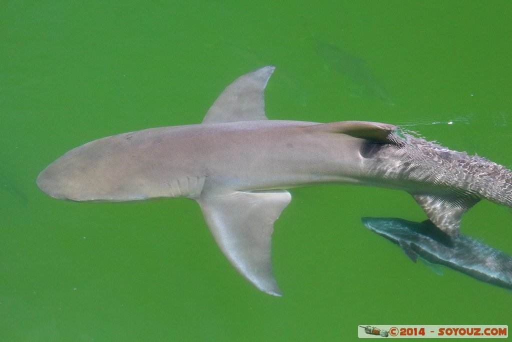 Shark Bay - Shark
Mots-clés: AUS Australie Denham geo:lat=-25.98003134 geo:lon=113.55994024 geotagged Western Australia sous-marin animals Requin