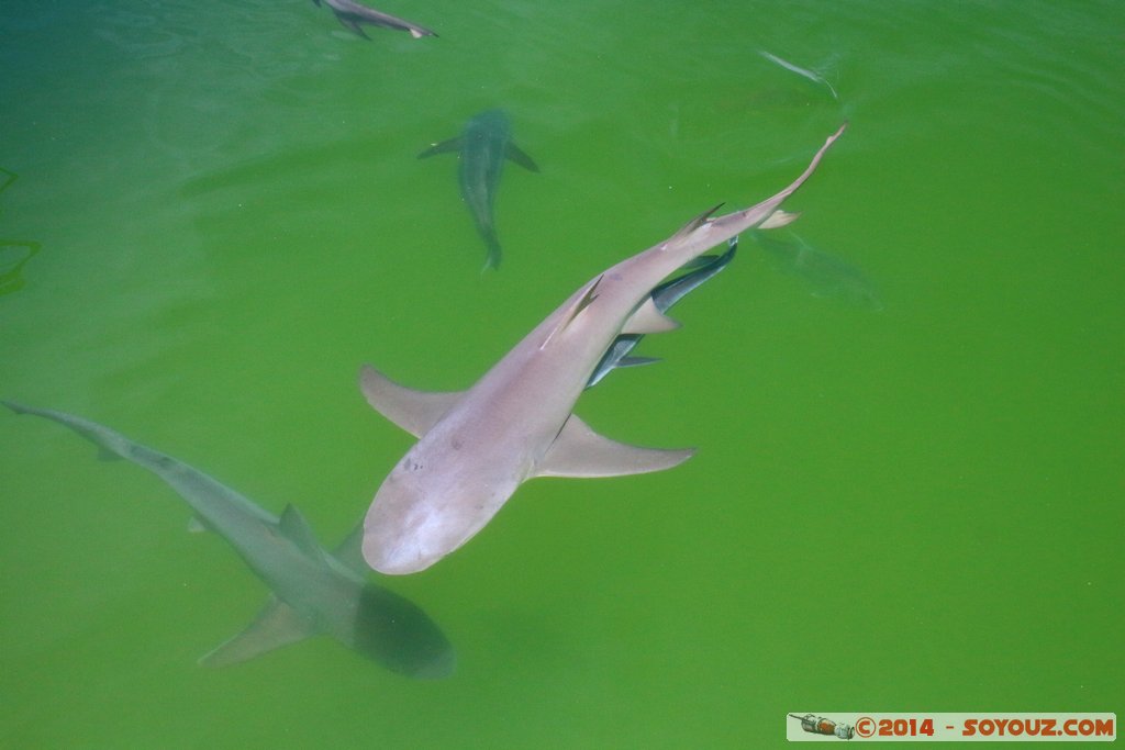 Shark Bay - Shark
Mots-clés: AUS Australie Denham geo:lat=-25.98006133 geo:lon=113.55997720 geotagged Western Australia sous-marin animals Requin