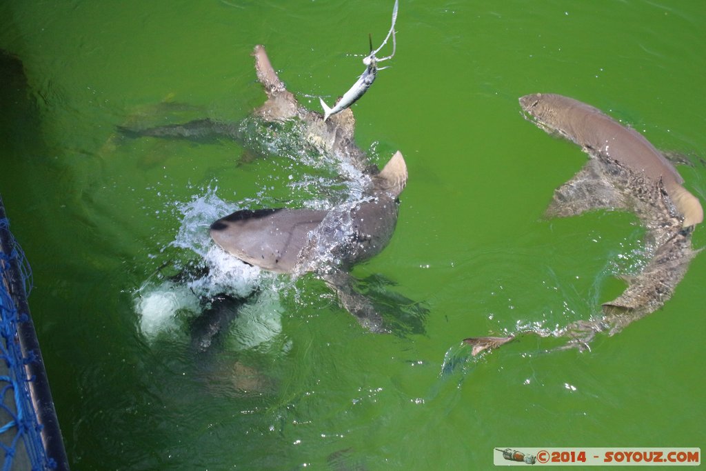 Shark Bay - Shark
Mots-clés: AUS Australie Denham geo:lat=-25.97999453 geo:lon=113.55990015 geotagged Western Australia sous-marin animals Requin