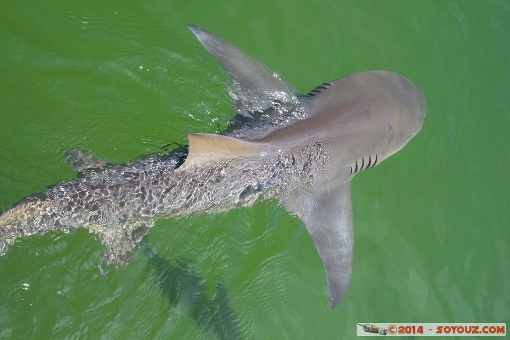 Shark Bay - Shark
Mots-clés: AUS Australie Denham geo:lat=-25.98004975 geo:lon=113.55983225 geotagged Western Australia sous-marin animals Requin