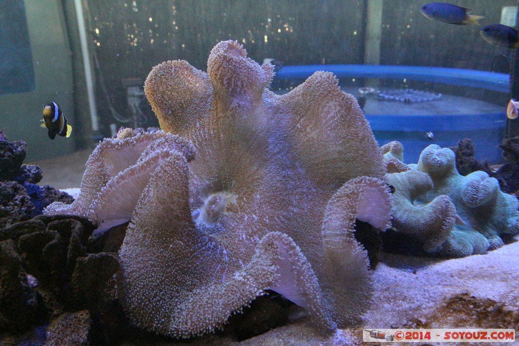 Shark Bay - Sea anemone
Mots-clés: AUS Australie Denham geo:lat=-25.98027122 geo:lon=113.55983200 geotagged Western Australia sous-marin animals anemone