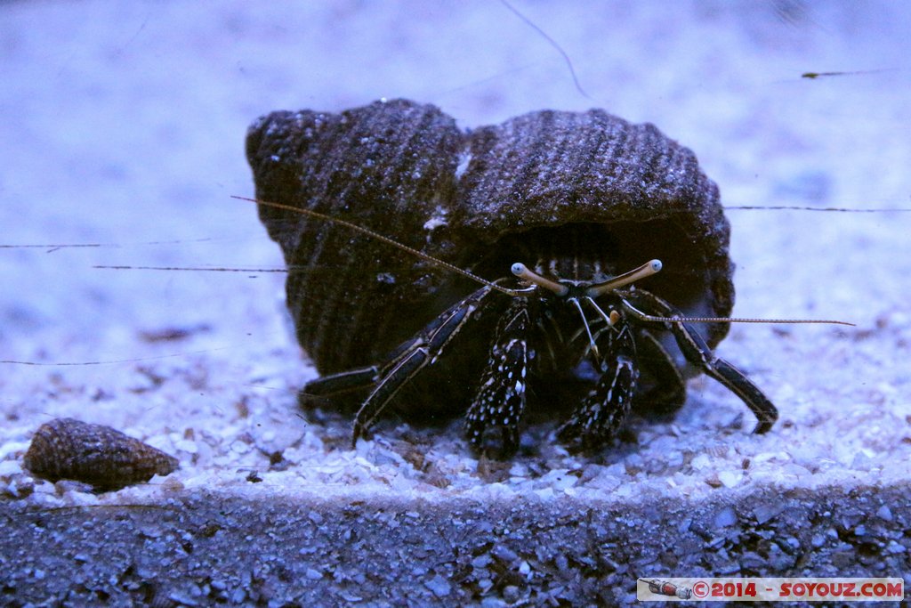 Shark Bay - Hermit crab
Mots-clés: AUS Australie Denham geo:lat=-25.98025800 geo:lon=113.55988962 geotagged Western Australia sous-marin animals crabe