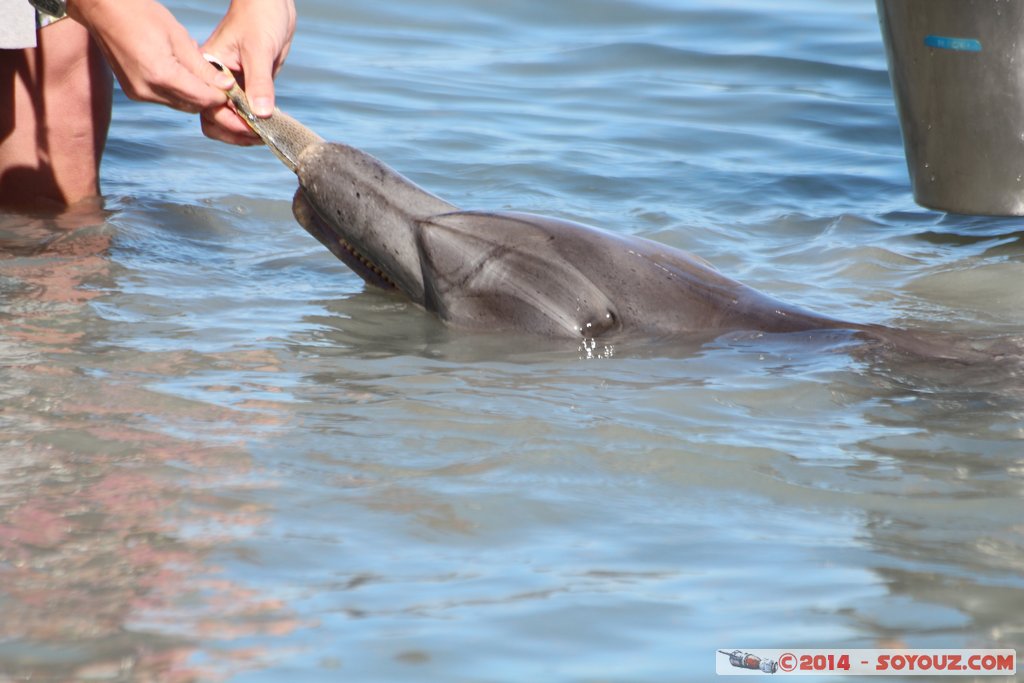 Shark Bay - Monkey Mia - Dolphin
Mots-clés: AUS Australie geo:lat=-25.79302148 geo:lon=113.71974181 geotagged Monkey Mia State of Western Australia Western Australia animals Dauphin patrimoine unesco