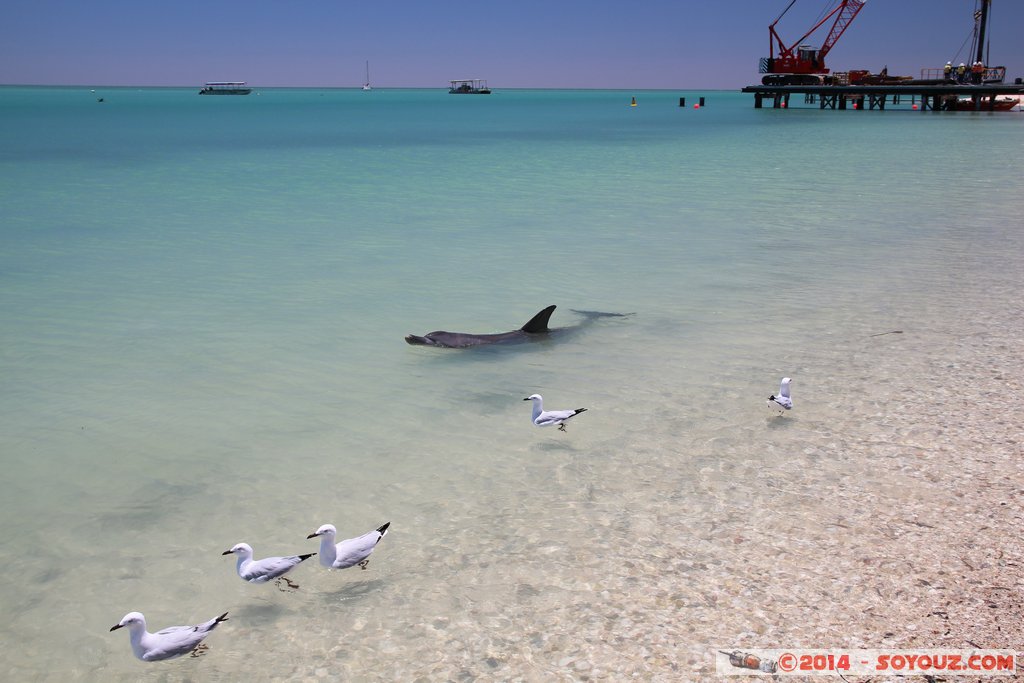 Shark Bay - Monkey Mia - Dolphin
Mots-clés: AUS Australie geo:lat=-25.79311060 geo:lon=113.71912100 geotagged Monkey Mia State of Western Australia Western Australia animals Dauphin patrimoine unesco