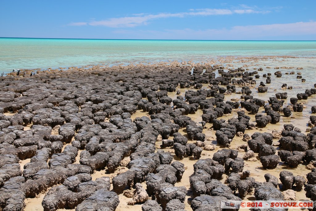 Shark Bay - Hamelin Pool - Stromatolites
Mots-clés: AUS Australie geo:lat=-26.40029641 geo:lon=114.15897630 geotagged Gladstone State of Western Australia Western Australia Shark Bay patrimoine unesco Hamelin Pool Stromatolites mer