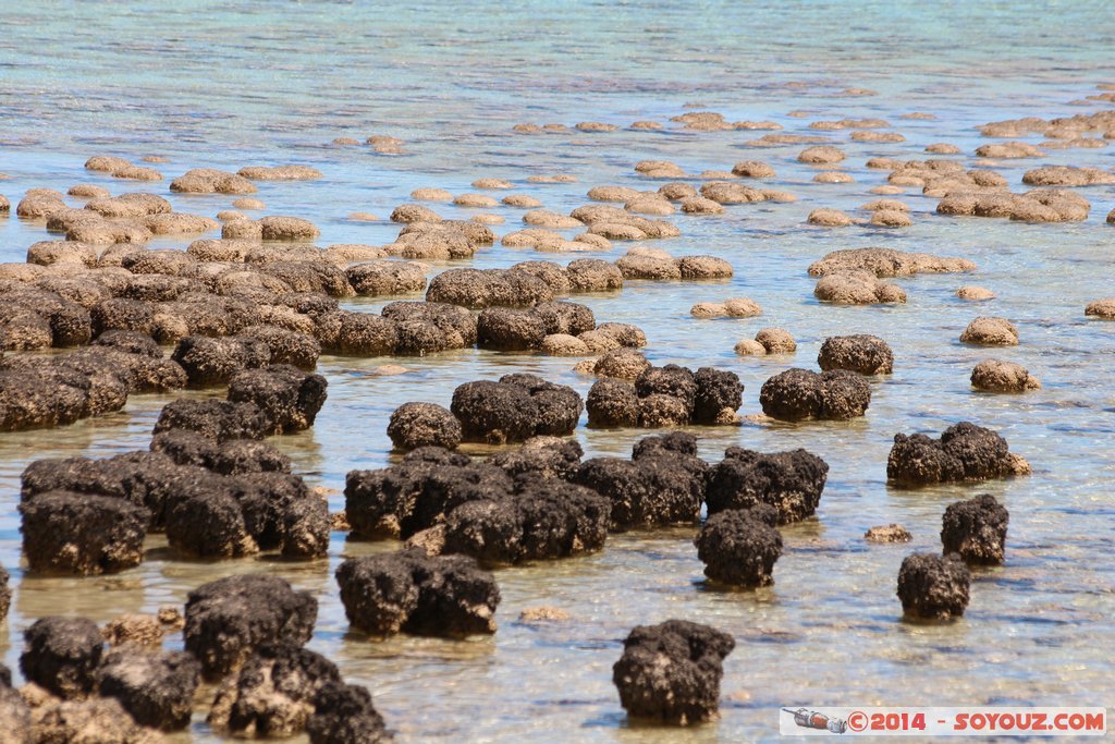 Shark Bay - Hamelin Pool - Stromatolites
Mots-clés: AUS Australie geo:lat=-26.40031024 geo:lon=114.15901085 geotagged Gladstone State of Western Australia Western Australia Shark Bay patrimoine unesco Hamelin Pool Stromatolites mer