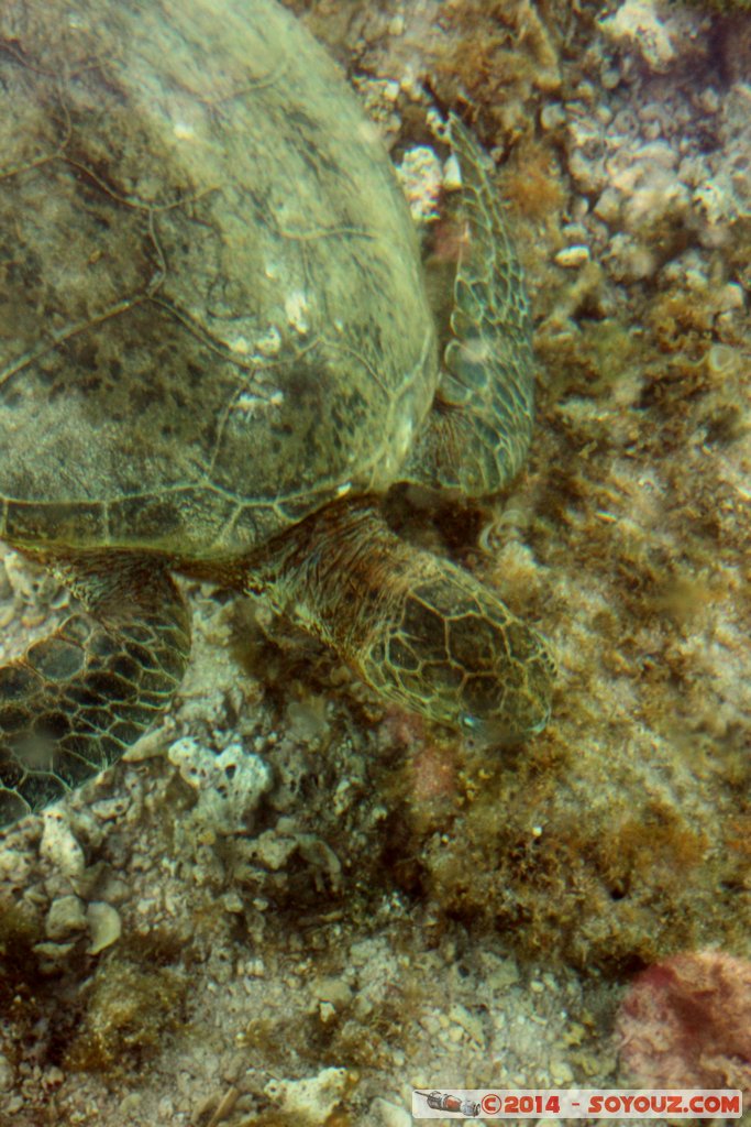 Coral Bay - Sea Turtle
Mots-clés: AUS Australie Coral Bay geo:lat=-23.11790360 geo:lon=113.74537540 geotagged Western Australia Cap Range Tortue patrimoine unesco sous-marin