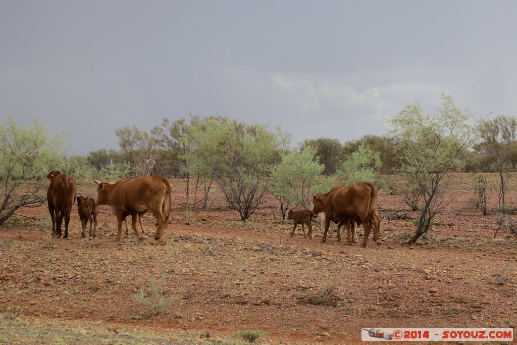 Paraburdoo Road - Cows
Mots-clés: AUS Australie geo:lat=-22.96883200 geo:lon=117.43860950 geotagged Paraburdoo State of Western Australia Route Paraburdoo Road animals vaches