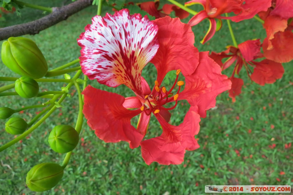 Darwin - Larrakeyah - Flower
Mots-clés: AUS Australie geo:lat=-12.45107100 geo:lon=130.82924600 geotagged Larrakeyah Northern Territory The Gardens fleur