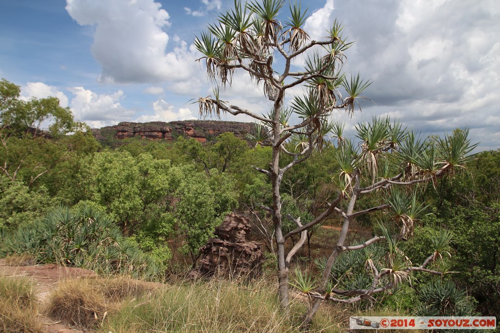 Kakadu National Park - Nawurlandja lookout
Mots-clés: AUS Australie geo:lat=-12.86149825 geo:lon=132.79384925 geotagged Jabiru Northern Territory Kakadu National Park patrimoine unesco Nourlangie Nawurlandja lookout