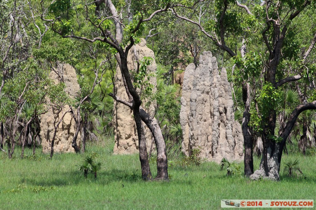 Litchfield National Park - Magnetic Termite Mounds
Mots-clés: AUS Australie geo:lat=-13.10261733 geo:lon=130.84437037 geotagged Northern Territory Litchfield National Park Magnetic Termite Mounds