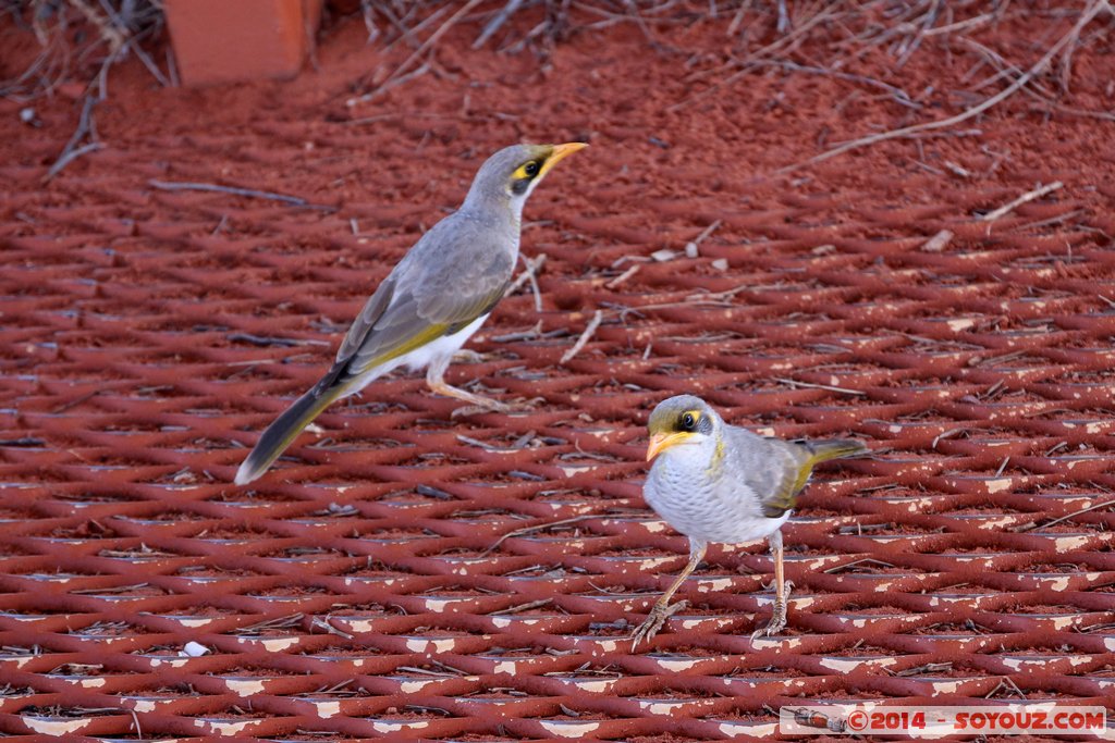 Kata Tjuta / The Olgas - Noisy Miner
Mots-clés: AUS Australie geo:lat=-25.35098360 geo:lon=130.78653560 geotagged Northern Territory Uluru - Kata Tjuta National Park animals oiseau Noisy Miner