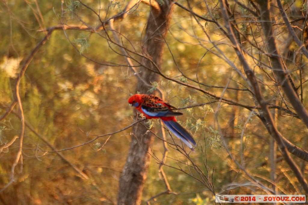 Canberra - Mount Ainslie - Parrot
Mots-clés: Ainslie AUS Australian Capital Territory Australie geo:lat=-35.27026984 geo:lon=149.15771888 geotagged Mount Ainslie sunset animals oiseau