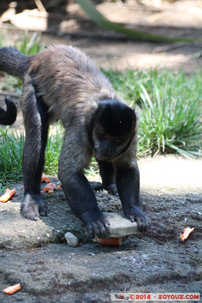 Canberra Zoo - Capuchin
Mots-clés: AUS Australian Capital Territory Australie Curtin geo:lat=-35.29953300 geo:lon=149.06988600 geotagged animals singes Capucin