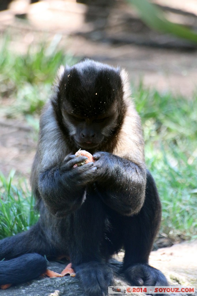 Canberra Zoo - Capuchin
Mots-clés: AUS Australian Capital Territory Australie Curtin geo:lat=-35.29951300 geo:lon=149.06986800 geotagged animals singes Capucin
