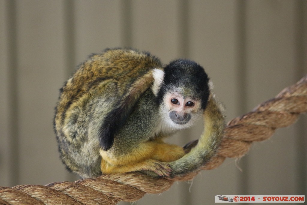 Canberra Zoo - Squirel Monkey
Mots-clés: AUS Australian Capital Territory Australie Curtin geo:lat=-35.29977212 geo:lon=149.06959753 geotagged animals singes Sapajous