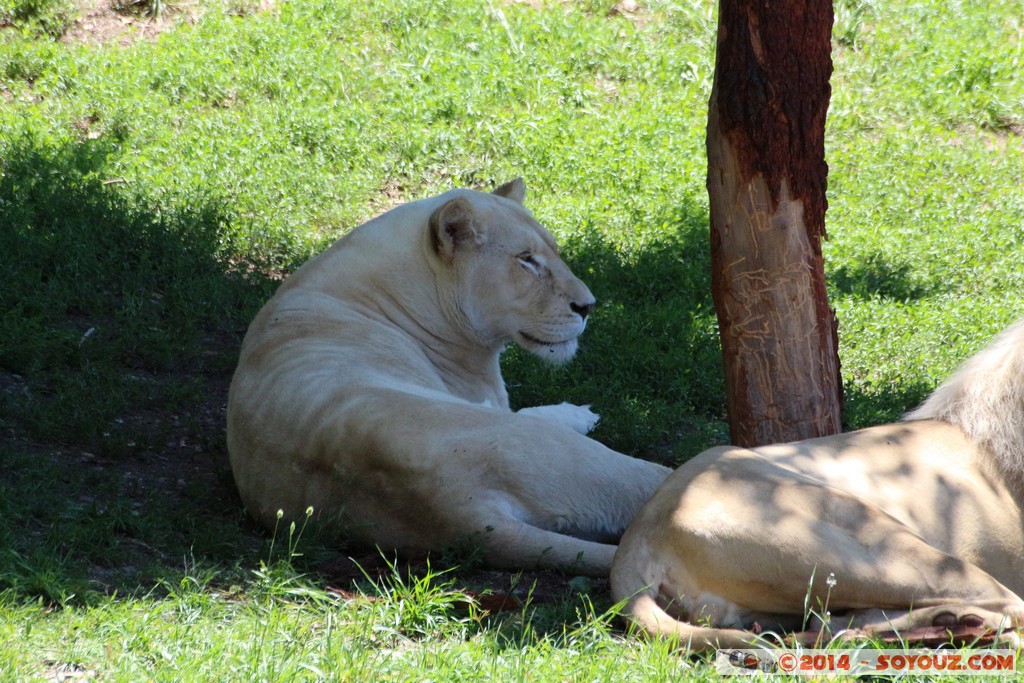 Canberra Zoo - White Lion
Mots-clés: AUS Australian Capital Territory Australie Curtin geo:lat=-35.30003600 geo:lon=149.06996080 geotagged animals Lion