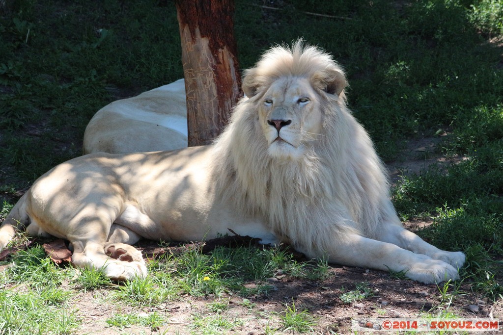Canberra Zoo - White Lion
Mots-clés: AUS Australian Capital Territory Australie Curtin geo:lat=-35.29994662 geo:lon=149.07021590 geotagged animals Lion