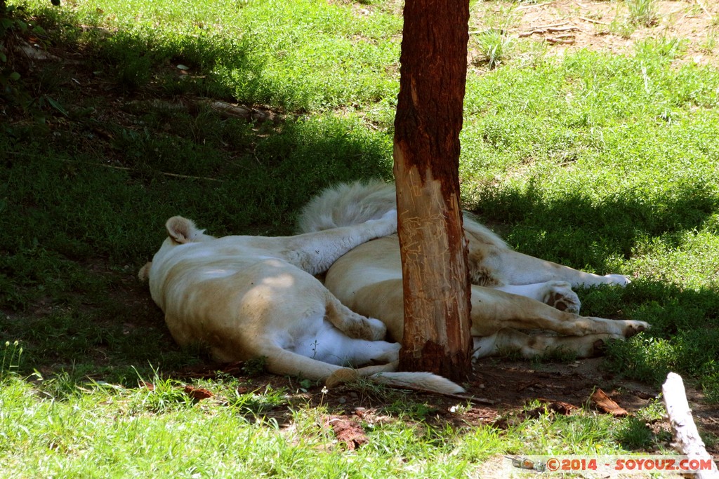 Canberra Zoo - White Lion
Mots-clés: AUS Australian Capital Territory Australie Curtin geo:lat=-35.29997133 geo:lon=149.07009133 geotagged animals Lion