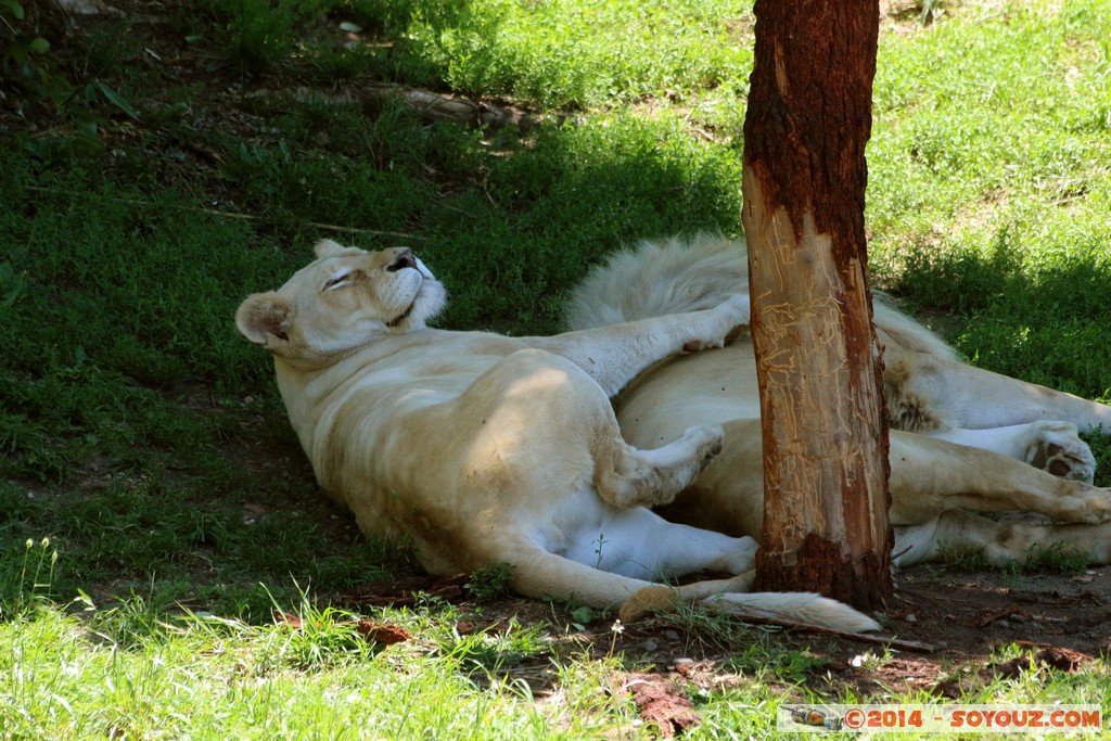 Canberra Zoo - White Lion
Mots-clés: AUS Australian Capital Territory Australie Curtin geo:lat=-35.29997467 geo:lon=149.07008467 geotagged animals Lion