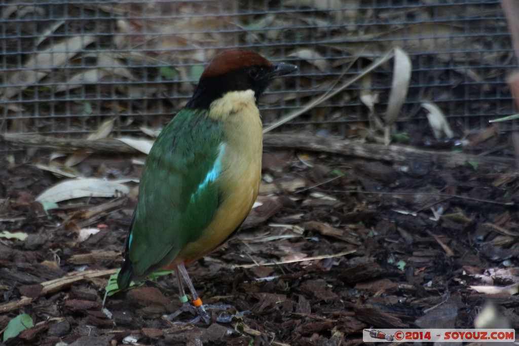 Canberra Zoo - Bird
Mots-clés: AUS Australian Capital Territory Australie Curtin geo:lat=-35.30059000 geo:lon=149.06944800 geotagged animals oiseau