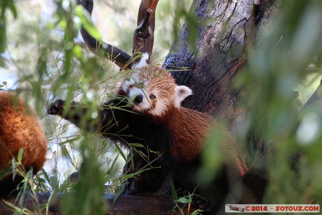 Canberra Zoo - Red panda (Firefox)
Mots-clés: AUS Australian Capital Territory Australie Curtin geo:lat=-35.30067600 geo:lon=149.06943100 geotagged animals panda roux