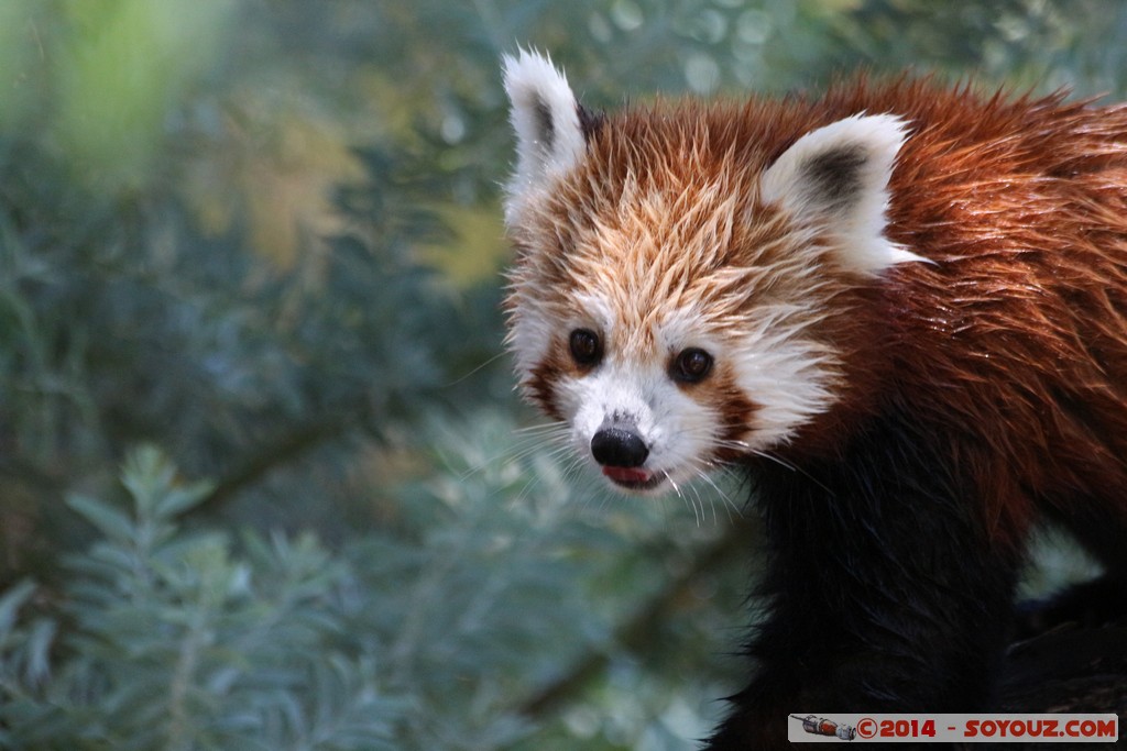 Canberra Zoo - Red panda (Firefox)
Mots-clés: AUS Australian Capital Territory Australie Curtin geo:lat=-35.30070334 geo:lon=149.06942894 geotagged animals panda roux